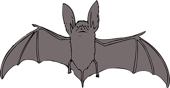 Cute Vampire Bat