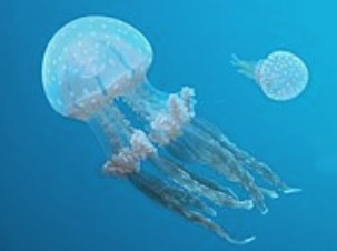 Jellyfish Under Water