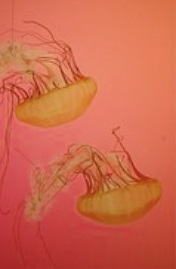 Orange jellyfish under water