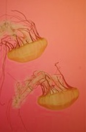 Orange jellyfish under water