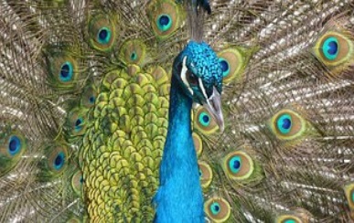 Peacock