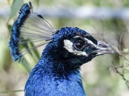 Peacock Head