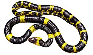 Black and Yellow Snake